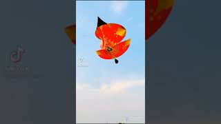 pindi basant biggest tukkal flying