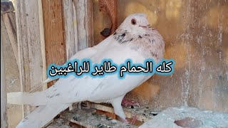 الحمام طاير  كله ومجموعه زغاليل للراغبين موبيل أستاذ عبده ٠١٢٢٨٠٤٢٠١٧