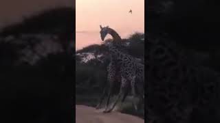 Giraffe killer knock out