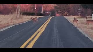 Deer Crossing the Street