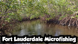 Microfishing Among the Mangroves | Fort Lauderdale Microfishing