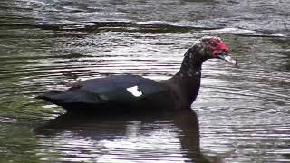 Muscovy duck | Cairina moschata | Pato Real/Spectacled