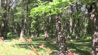 Illinois Land for Sale - 55 Acres and Luxury Cabin with Lake