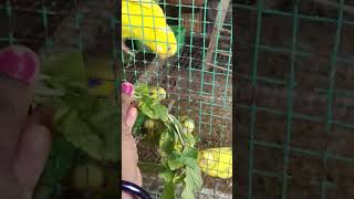 Budgies Food In Cage | By akshimokshi8415