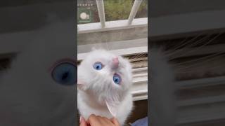 Beautiful cat best video by cat lovers best video #phonk #halloween #kitty #kittytv #catboysparadis