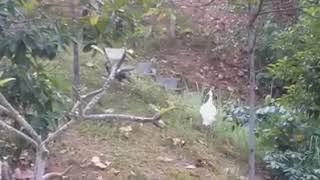 Leucistic Indian Peafowl and a normal peahen foraging at Sentosa (I)  by Ong Ei Leen