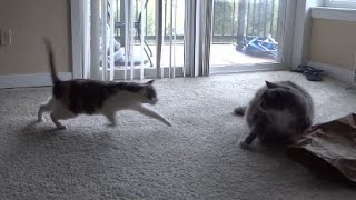 Cats stalking and attacking each other