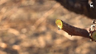 Bodegas Arzuaga. ¿Qué es el lloro de la vid?