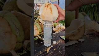 Fresh and sweet coconut water #coconut #satisfying #shorts #short  #viralvideo