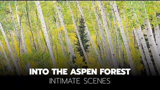 Into the Aspen Forest - Fall Color Photography