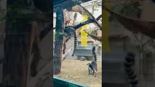 Lémures #shorts #animals #animallover #lemur #zoo #zooanimals