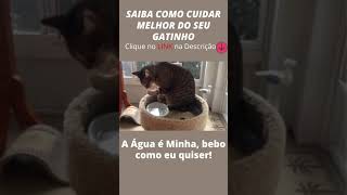 😻A Água é Minha, bebo como eu quiser! (Gatinho Criativo) #short