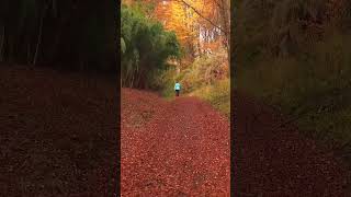 Otoño en San Martin de los Andes, Neuquen, Argentina. #shorts