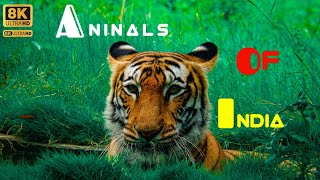 India Wildlife In 4K - Amazing Scenes Of India's Animals | Scenic Relaxation Film