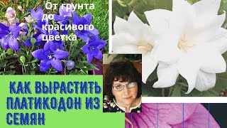 Как вырастить ПЛАТИКОДОН из семян. От грунта до цветка.