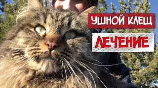 Лечение ушного клеща у кошек // Ложный диагноз