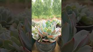 Satisfying Succulent Diy #20