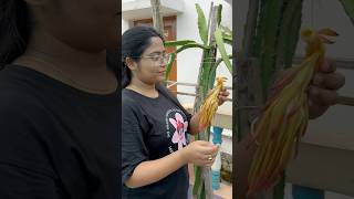 Care of dragon flower|ফুল আসার পর কি যত্ন নিবো #shorts #garden #ytshorts #plants #dragon #youtube