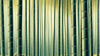 THE LUCKY BAMBOO: UNVEILING THE SYMBOLISM