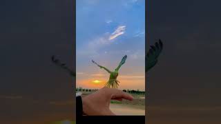 #youtubeshorts #viralvideo #viralshort #foryou #foryourpage #foryou #parrot #subscribeme #birdslover