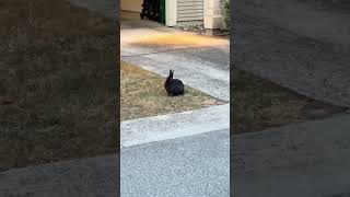 Caught on Camera: Wild Bunny Keeps an Eye on Me While I Drive in! #shorts #bunny