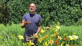 How to keep your daylilies looking their best