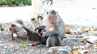 Omg!!. Mom  Love baby monkey l So Lovely Monkey