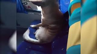 Chofer Decide Dejar a Un Perrito Que Sube a su Microbus