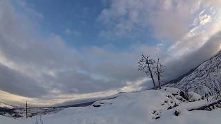 Bohemian Waxwing group call