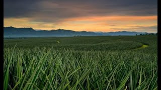 Sobrang Dami Ng Pinya!!  | Ganda Talaga Ng Plantasyon.