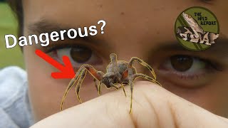 Are Orb Weaver Spiders Dangerous? Handling A Spotted Orb Weaver!