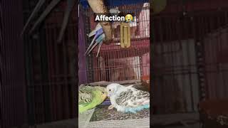 Budgie Waking Up His Dying Partner😓