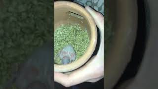 Budgie egg hatching #shorts #youtubeshorts