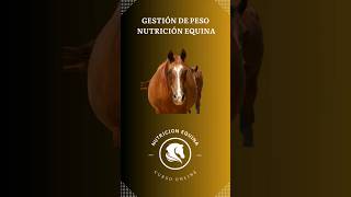 DESCUBRE los SECRETOS: Nutrición Ideal para tu CABALLO ¡Cuida de Él Como se Merece!. #horse #horses