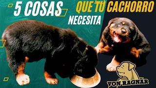 5 Cosas que NECESITAS para tu CACHORRO