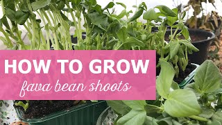 How to grow fava bean shoots