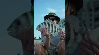 Sheep’s Head Fishing in Tampa Florida