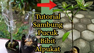 Tutorial Sambung Pucuk Bibit Alpukat 100% Berhasil