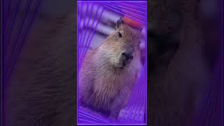 капибара #тихий55 #capybara #рекоминдации #капибара