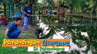 Pemacingan Gurame di Palembang