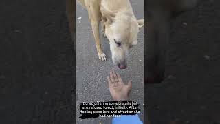 Feeding a Dog - Life with Angels😇 | Emotional 🙏 | Love ♥️ | Shorts