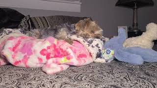 Rylie loves you, sweet dreams. #yorkies #cute #viralvideo #Rylie