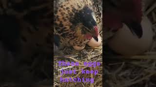 When your brooder hens keep hatching out the peepers!  #babychicks #hens #henhouse  #homesteading