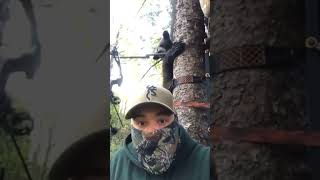 Bear encounter #funnyvideo #funnyanimals #animalmemes #bear #blackbear