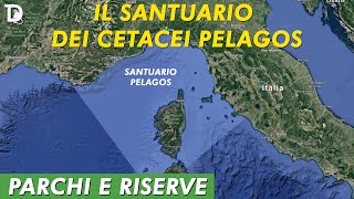 IL SANTUARIO DEI CETACEI PELAGOS | 🏞️ 𝐏𝐚𝐫𝐜𝐡𝐢 𝐞 𝐑𝐢𝐬𝐞𝐫𝐯𝐞 | 📺 𝟷𝚡𝟶𝟽