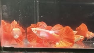 Albino Red Rose Guppy Fish