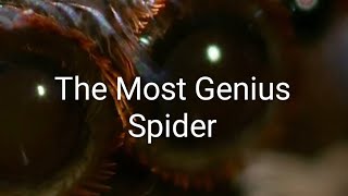 The Cutest and Genius Spider I Ever Seen