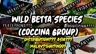 Betta Coccina Group (Wild Betta Species) | WILD BETTA