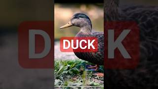 Duck | Funny Duck Sound Wild Animals #shorts #wildlife #duck