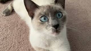 I rescued a Feral Siamese cat!